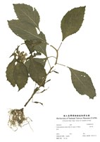 藏品(昭和草)的圖片